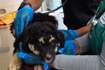 Paws Cusco dog project