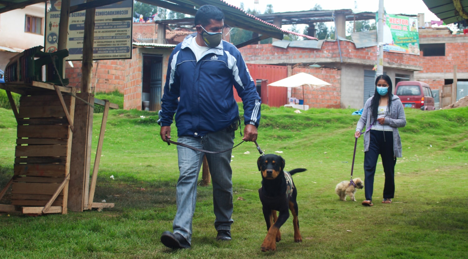 People learning to walk dogs on leads a man in a blue jacket walks calmly with a rottweiler on a lead. a women in the background follows with a small dog