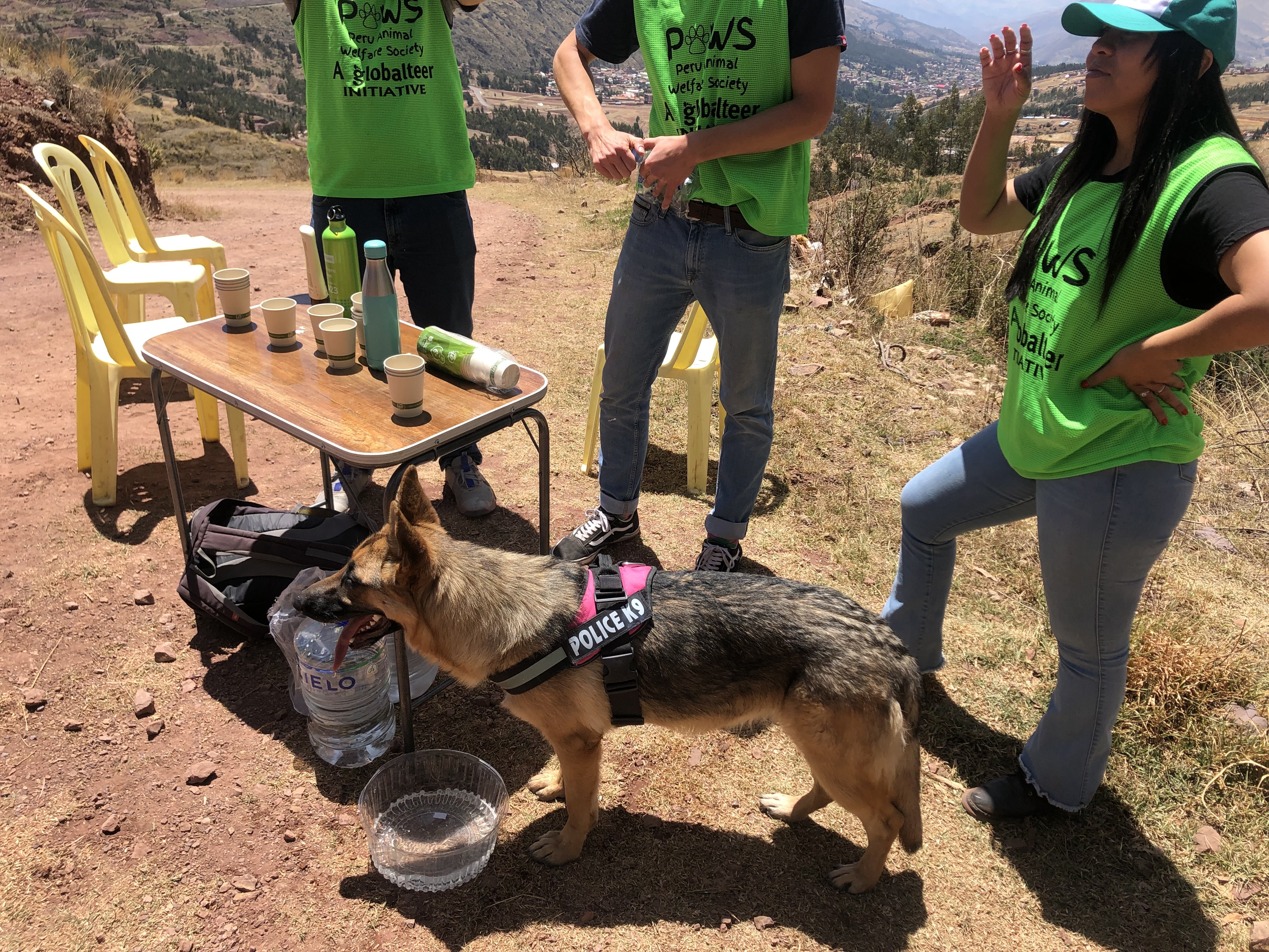 Dog drinking water offered by PAWS volunteers Dog drinking water"