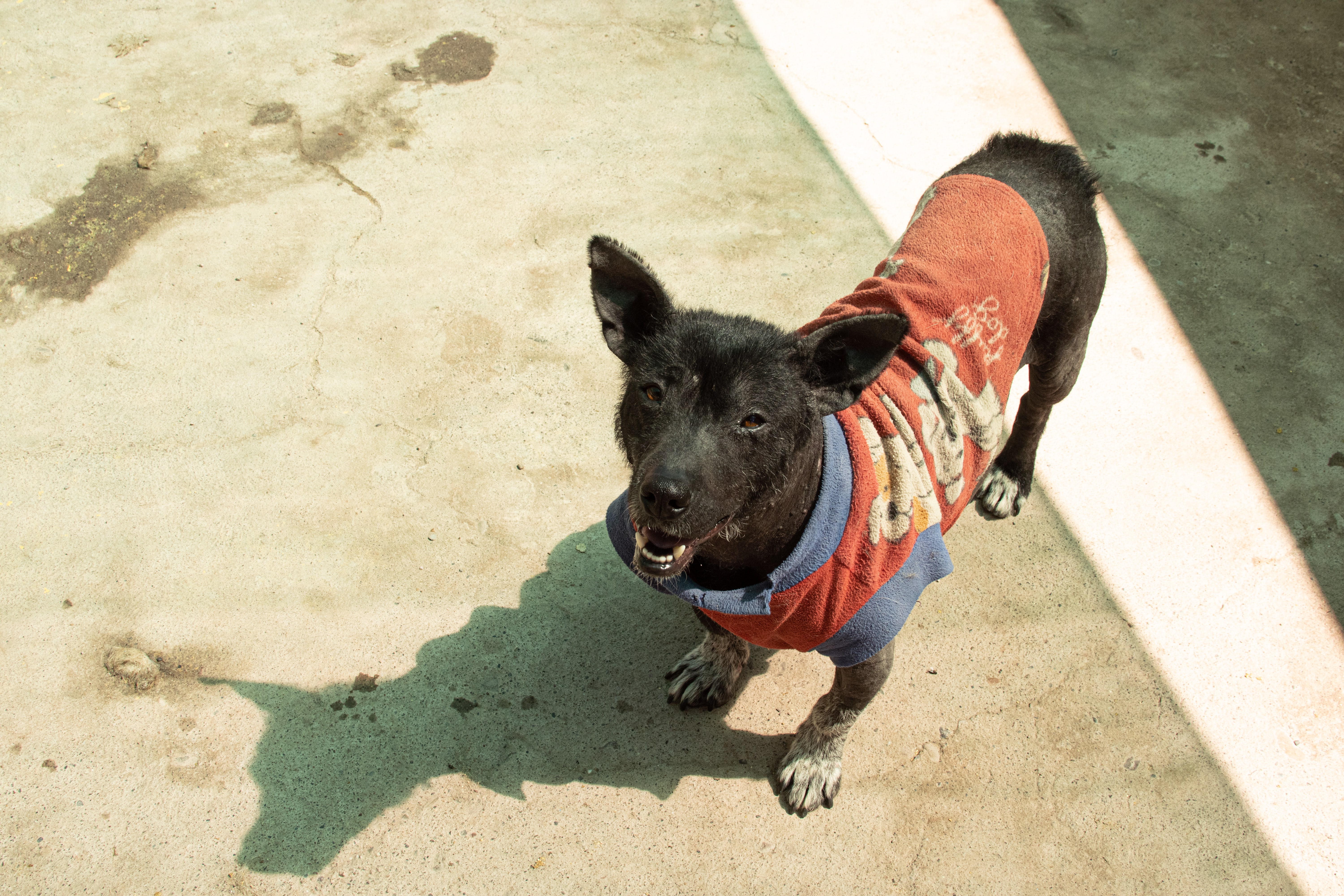 Peruvian Inca Orchid Runners and their dogs