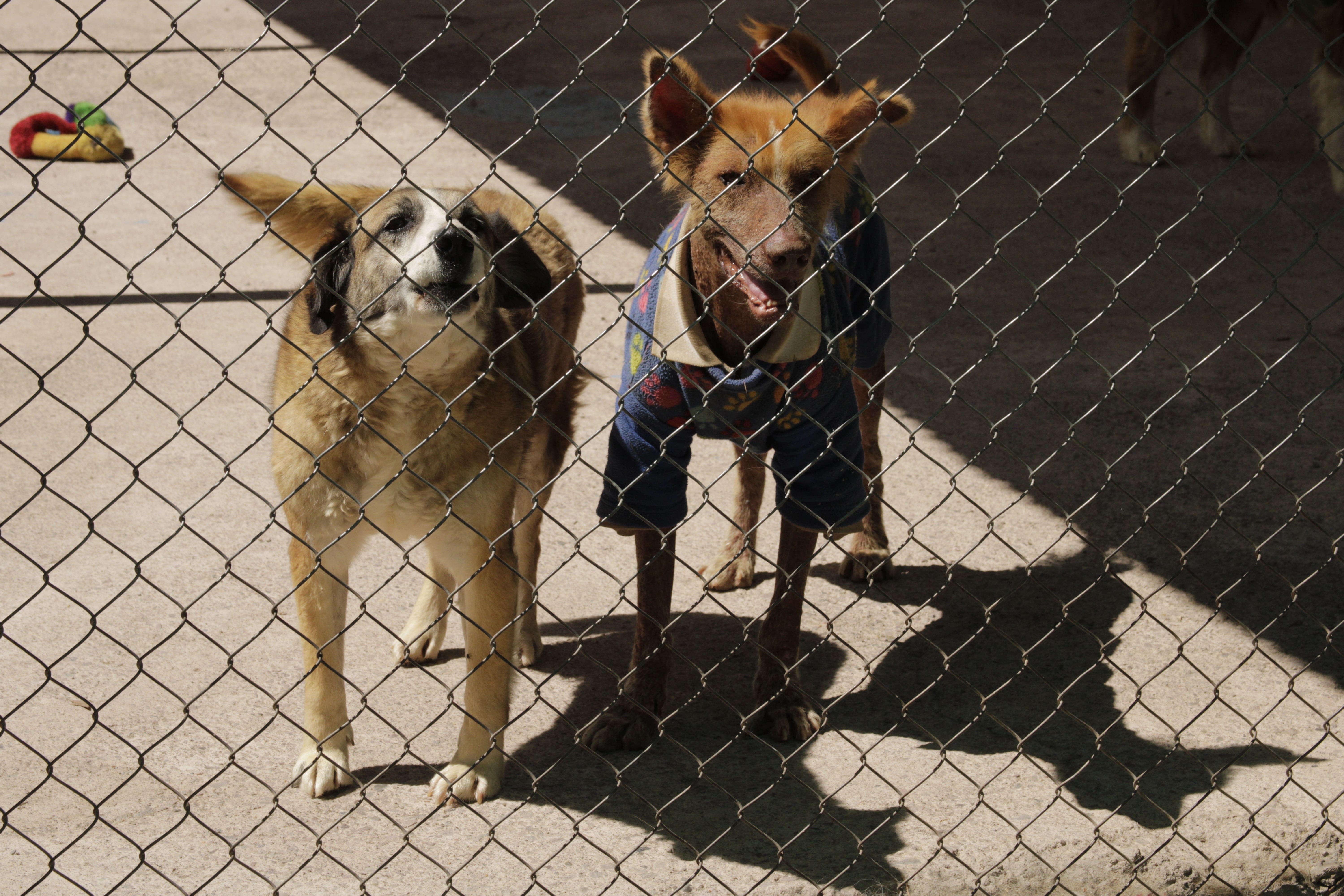two good dogs Peruvian Inca Orchid"