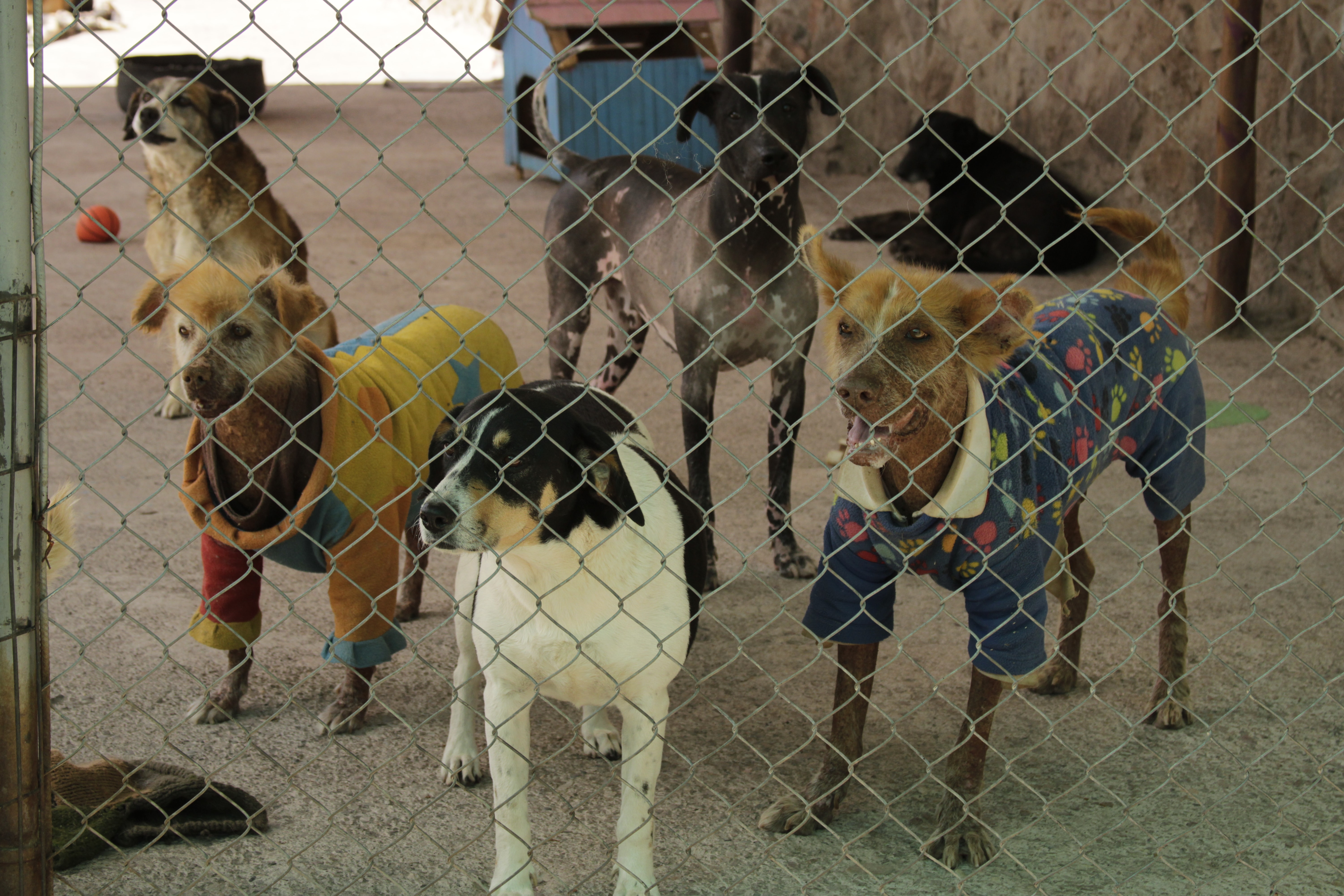 Dogs at at Huellitas Perrunas Peruvian Inca Orchid"