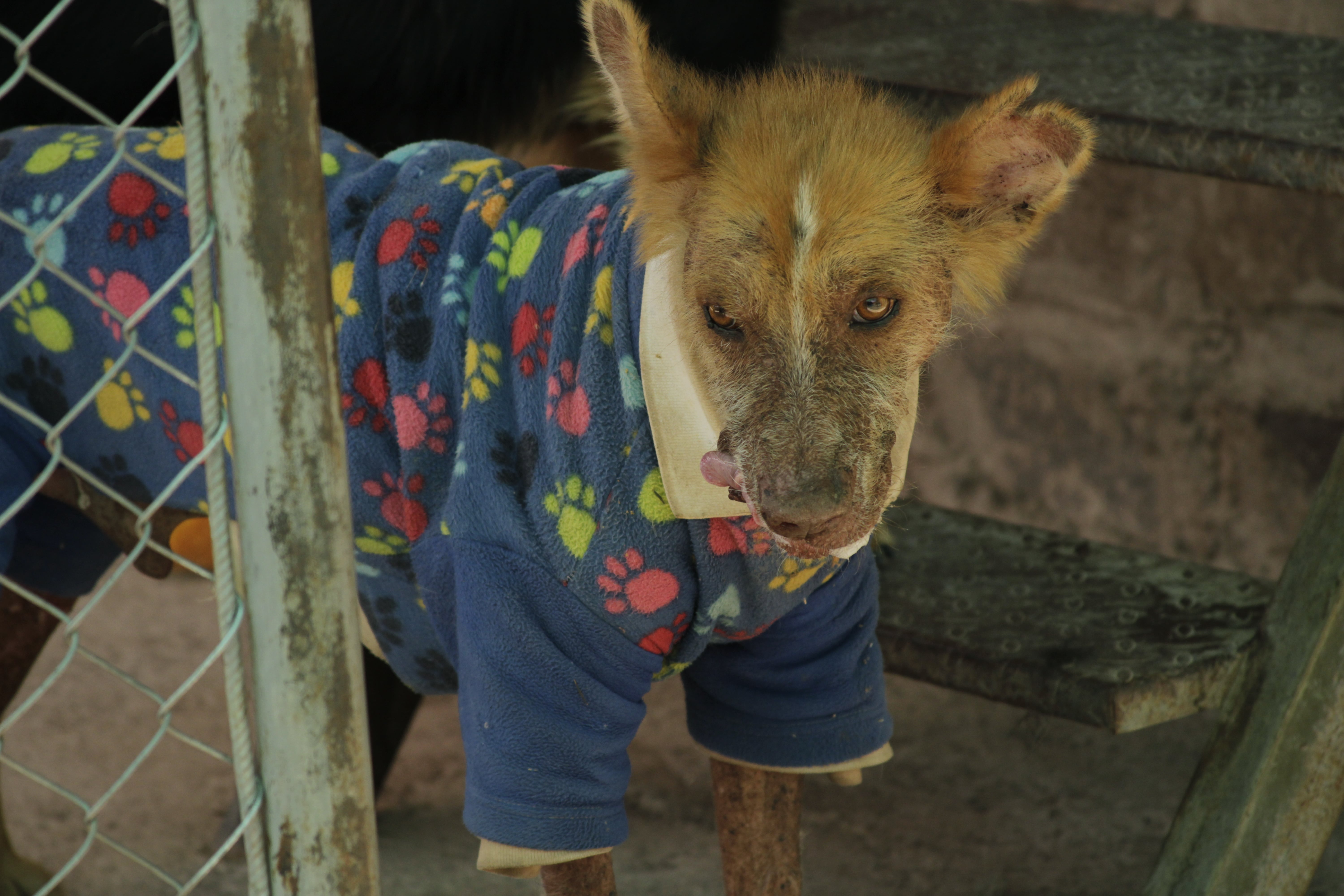 dog with clothes Peruvian Inca Orchid"