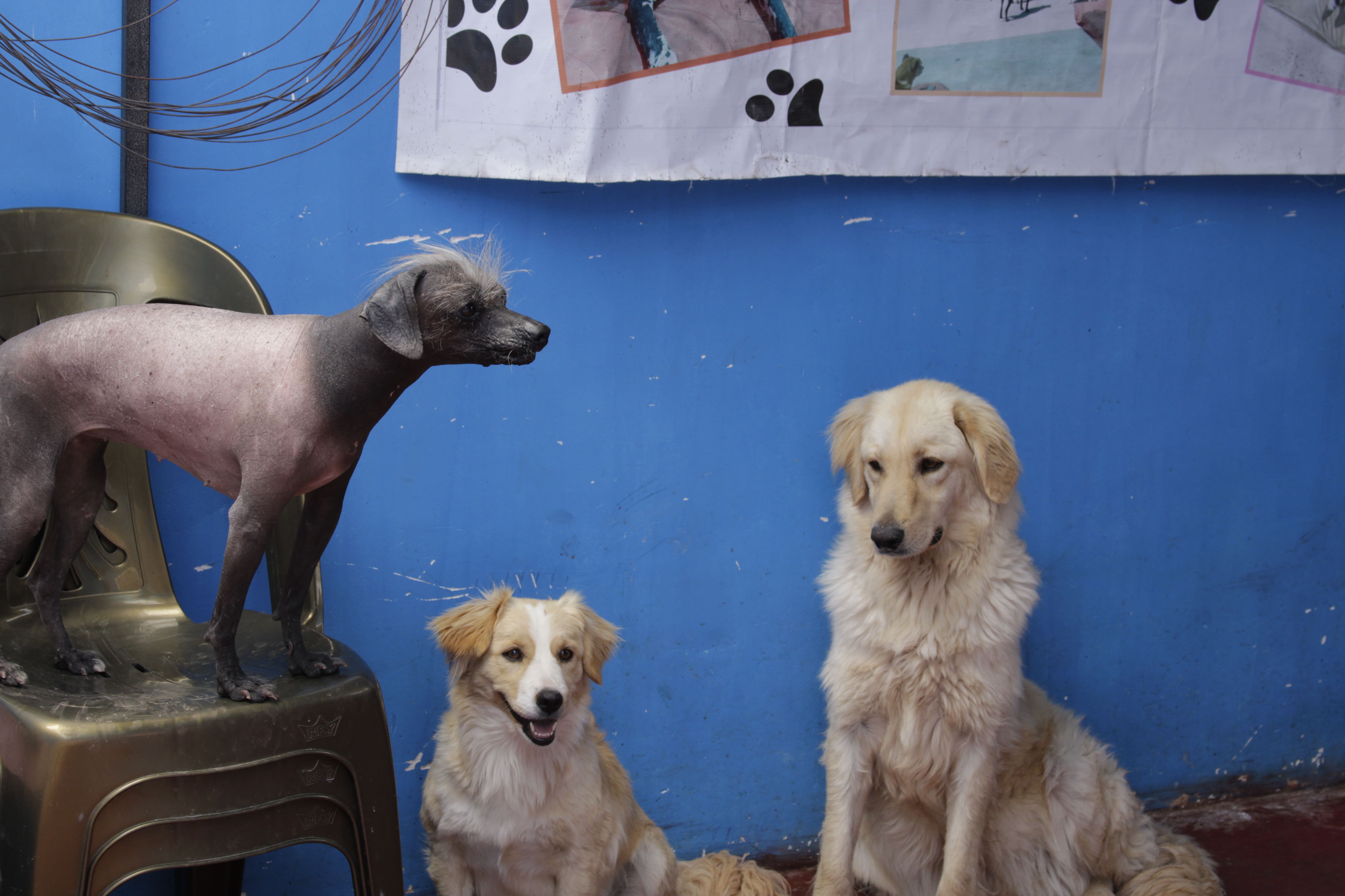 POI next to dogs with fur Peruvian Inca Orchid"