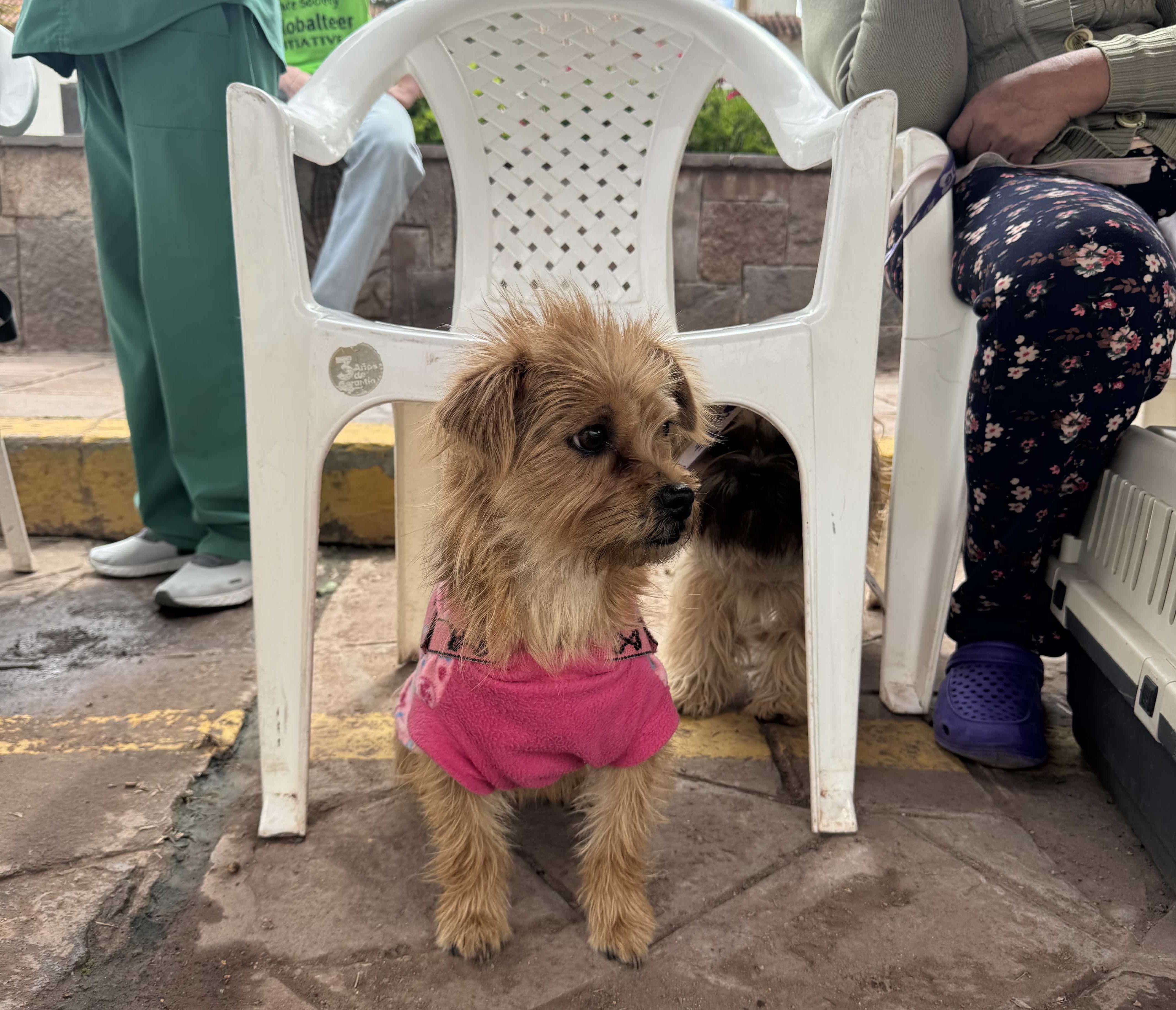 Pet waiting at the vet