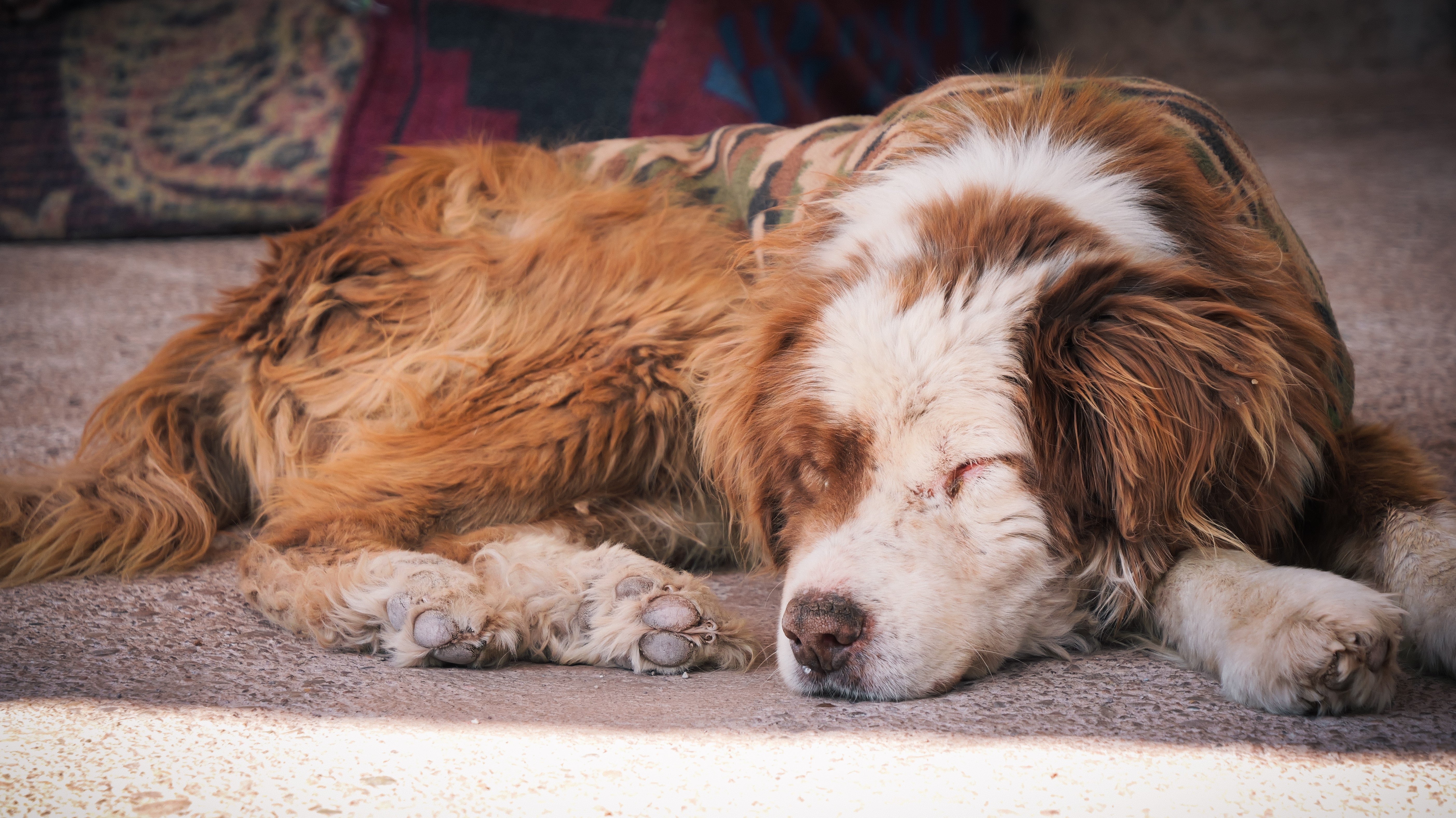 A dog basking in the sun