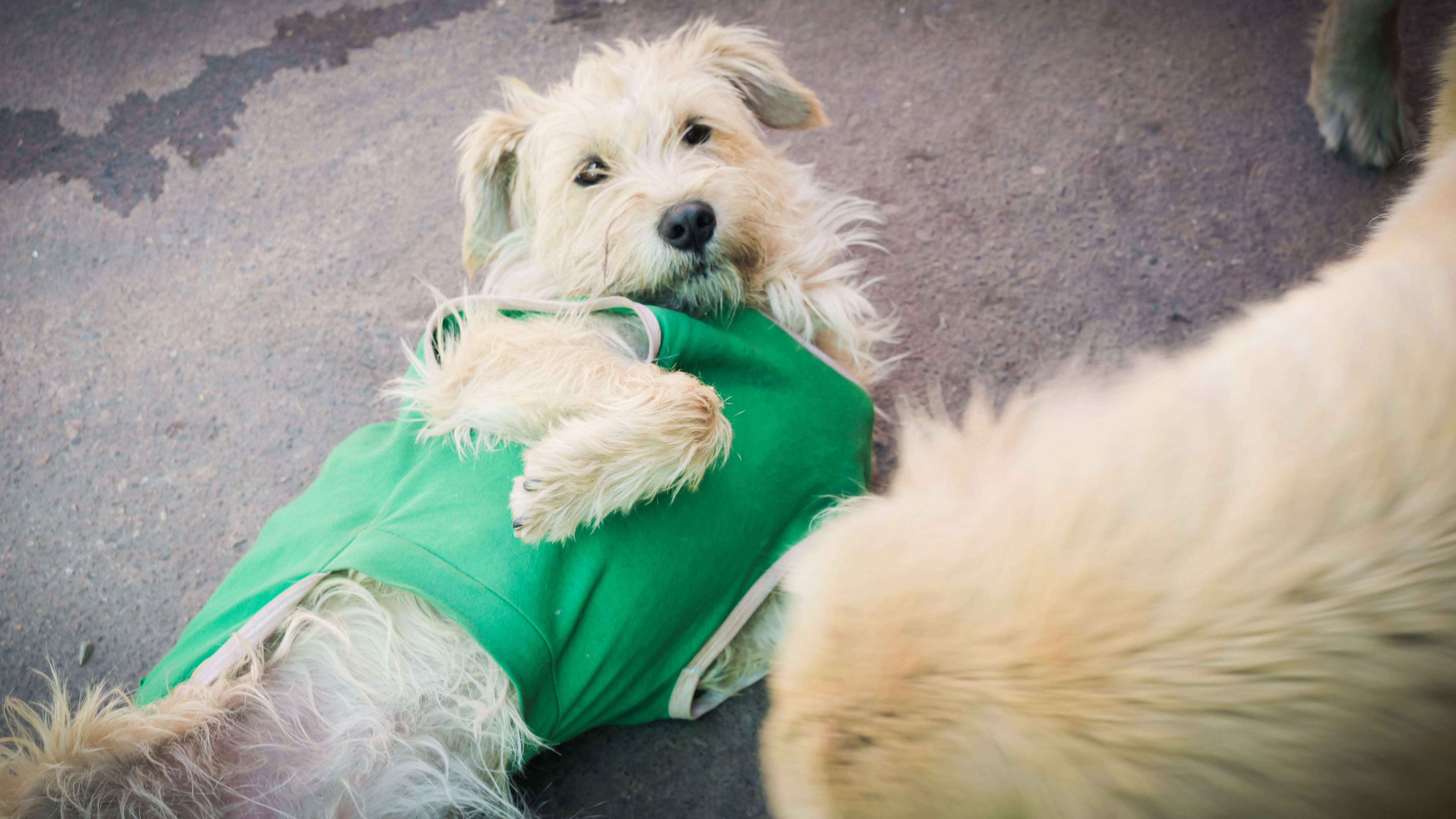 Dog from Lucre