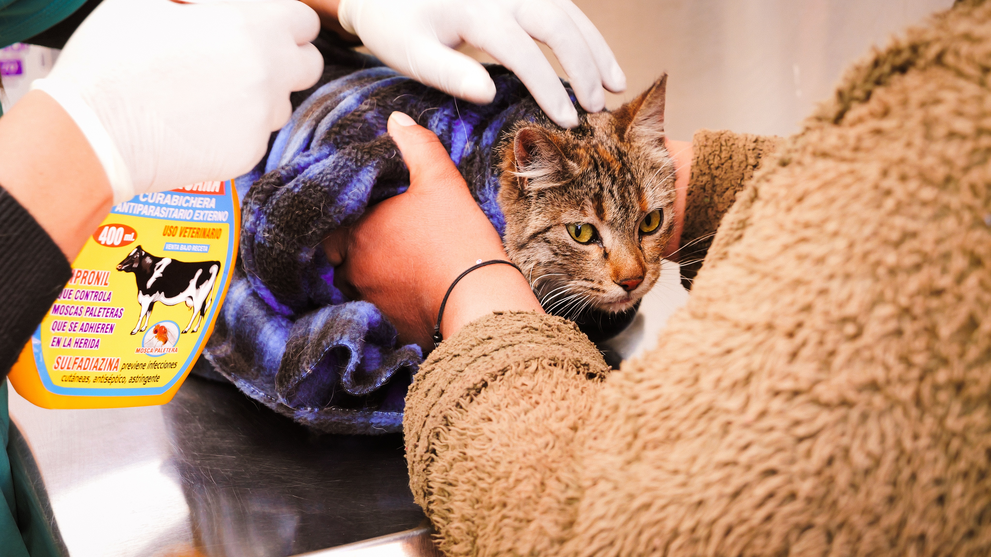 Princesa the cat after her surgery