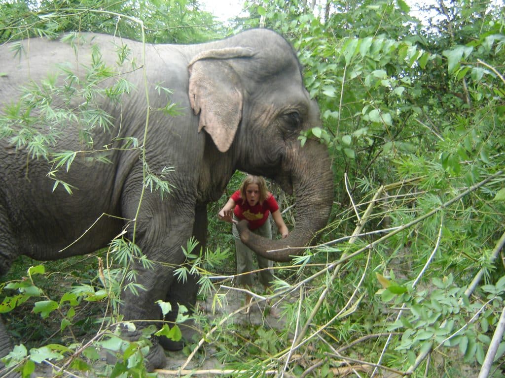 Volunteering with Elephants in Thailand"