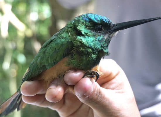 Peru Amazon Conservation volunteering"