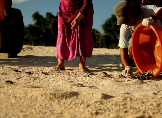 Releasing turtle hatchlings at the Borneo Sea Turtle conservation Project