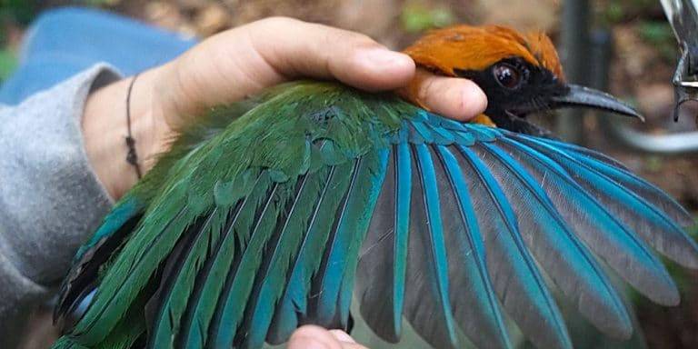 Bird monitoring in the Manu rainforest