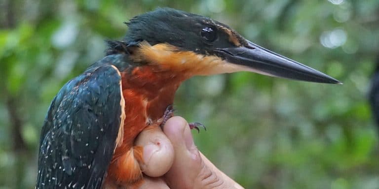 A kingfisher recorded during bird monitoring in Manu
