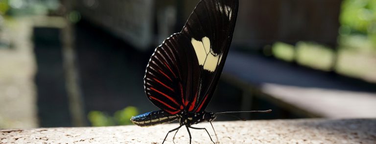 A butterfly in the Manu rainforest, Peru