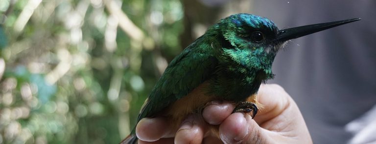 A hummingbird recorded during a bird survey in Manu