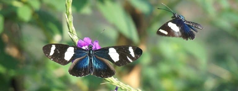 Butterflies on a flower in the Peruvian Amazon