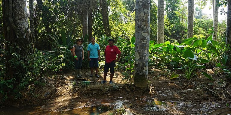 Volunteers on a forest trail in Manu
