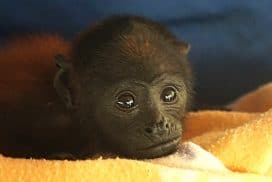 Peru Amazon Wildlife Sanctuary baby monkey"