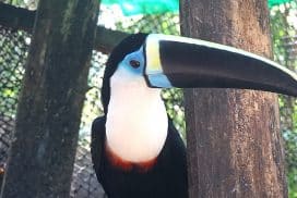 Peru Amazon Wildlife Sanctuary"