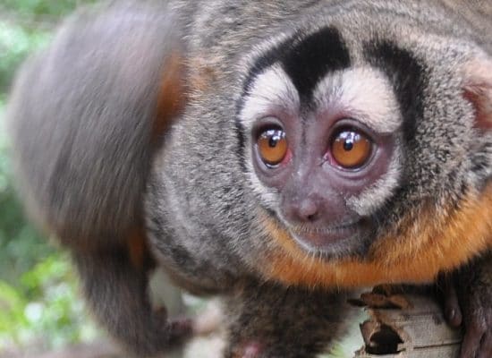 Peru Amazon Wildlife Sanctuary monkey"
