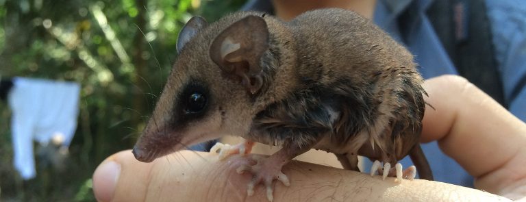 A mouse opossum found during a wildlife survey in Manu