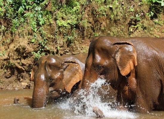 Elephants washing in the river"