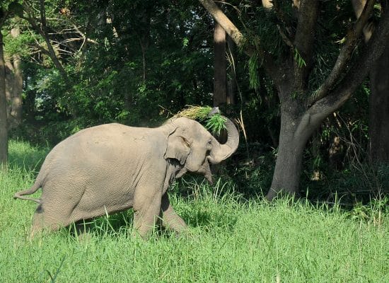 Elephant having fun at the sanctuary"