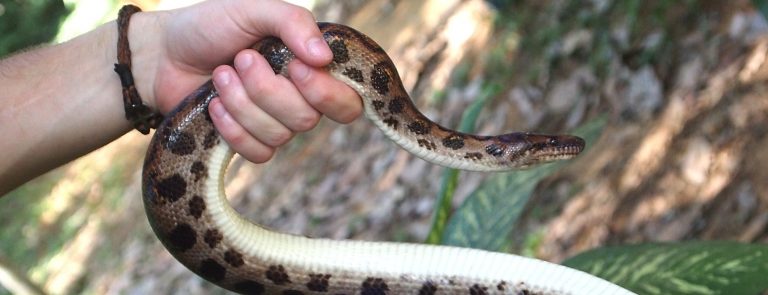 A snake recorded by the research team in the Peruvian Amazon