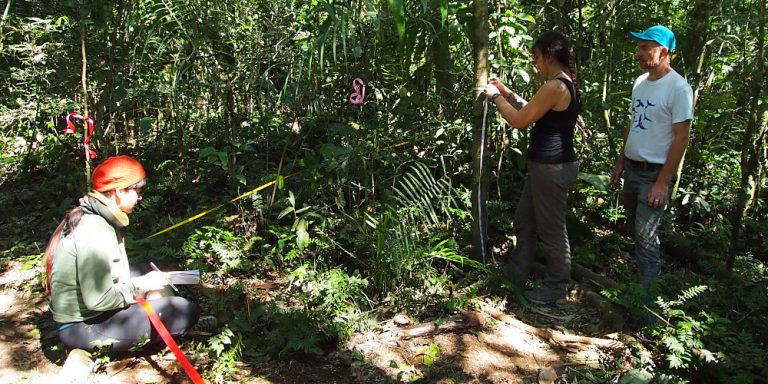 A volunteer recording data in the rainforest