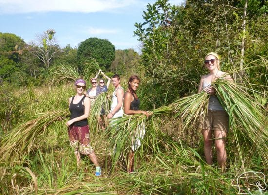 Volunteers collecting food for the elephants"