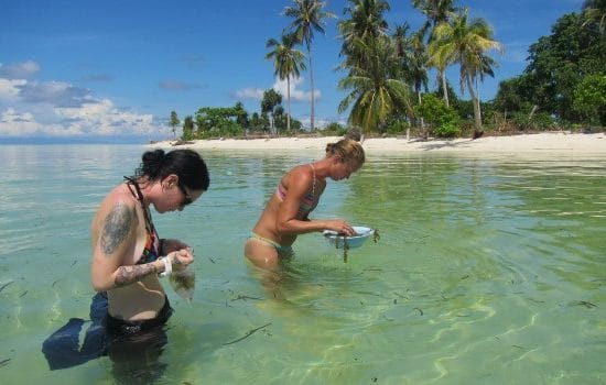 Volunteers in the water at the Borneo Marine Conservation Project"
