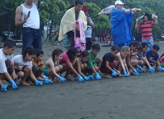 Volunteers releasing sea turtles into the ocean"