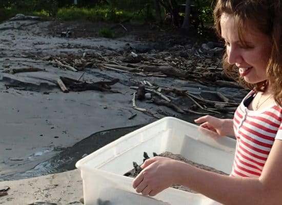 Volunteer releases sea turtles in Costa Rica"