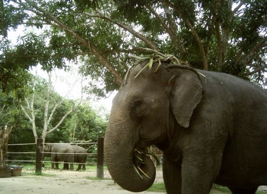 Elephant at the Thai Sanctuary"