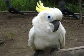 Cockatoo at Wildlife Sanctuary"