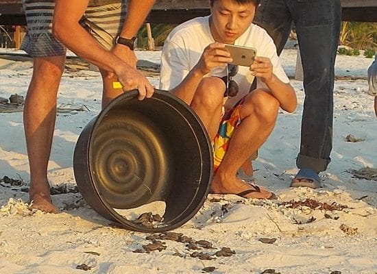 Releasing Turtle Hatchlings in Borneo"