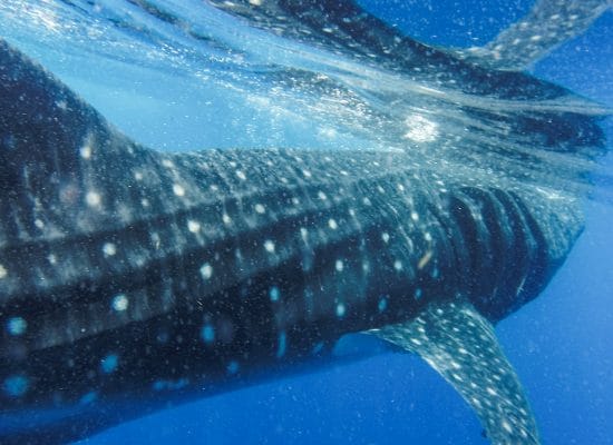 Whale Shark Peru Marine Conservation"