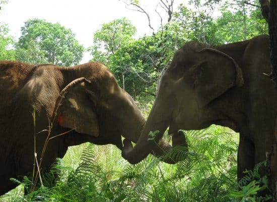 Cambodia Elephant Sanctuary Elephants"