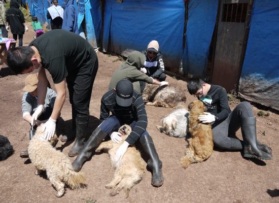 Group Volunteering with the Street Dogs"