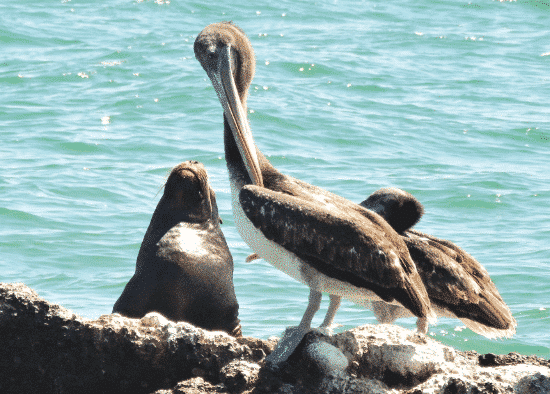 Peru Marine Pelicans and Seals"