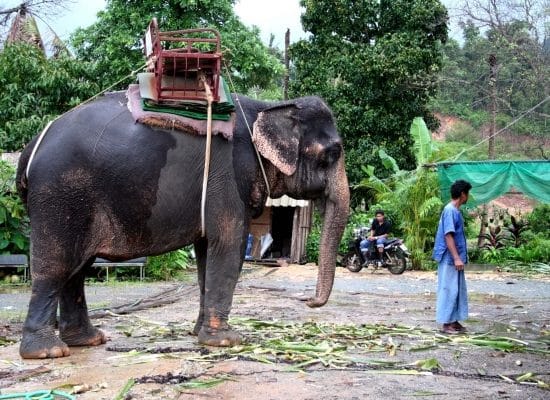 Elephant riding"