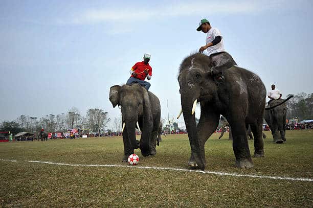Elephant Football
