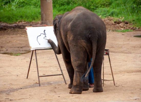 Elephant Painting at a tourist centre"