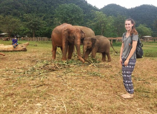 Intern with Elephants Thailand"