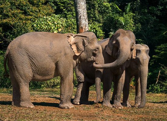 Small elephant herd at the sanctuary"