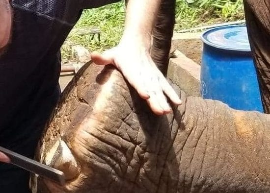Elephant care in Asia"