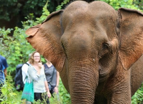 Helping rescued elephants in Asia"
