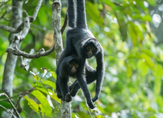 Spider Monkeys Peru"