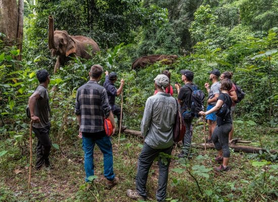 Volunteers observing the elephants"