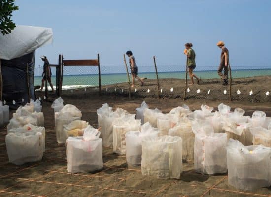 Sea Turtle Egg Hatchery in Costa Rica"